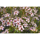 Chamelaucium uncinatum early pink Tubestock