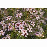 Chamelaucium uncinatum early pink Tubestock