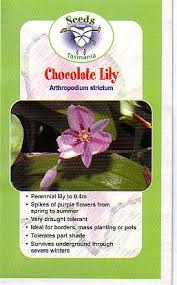 Chocolate Lily - Arthropodium strictum seeds