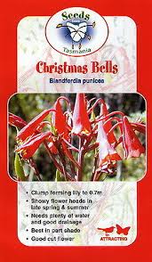 Christmas Bells - blandfordia punicea seeds