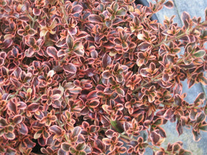 Coprosma rainbow surprise