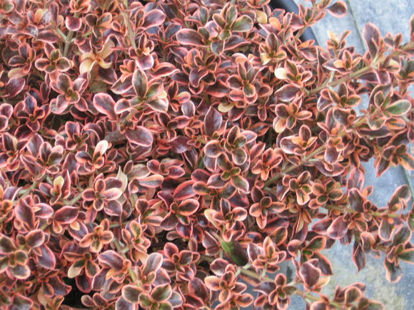 Coprosma rainbow surprise