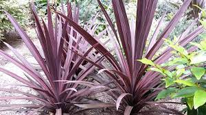 Cordyline australis purpurea