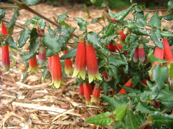 Correa reflexa Lake Tyers