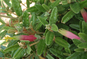 Correa decumbens