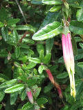 Correa decumbens