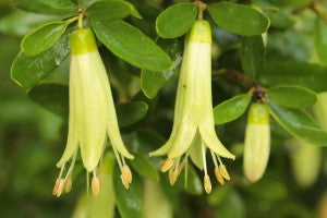 Correa glabra yellow