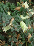 Correa reflexa var. nummularia - large leaf