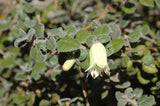 Correa reflexa var. nummularia - small leaf