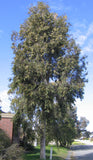 Corymbia Maculata