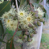 Corymbia Maculata