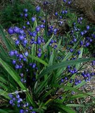 Dianella longifolia