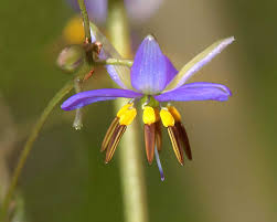 Dianella revoluta 'Seaspray