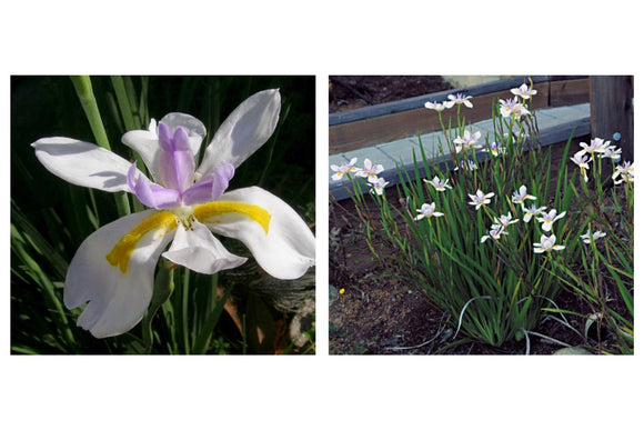 Dietes grandiflora  - Non Native