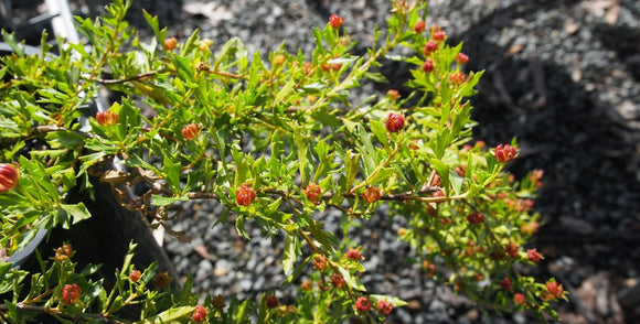 Dodonea Procumbens