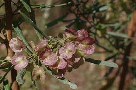 Dodonaea viscosa ssp. angustissima