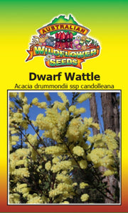 acacia-acinacea-gold-dust-wattle seeds