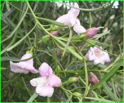 Eremophila bignoniifora X polyclada