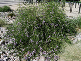 Eremophila  summertime blue