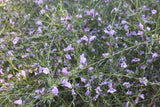 Eremophila  summertime blue