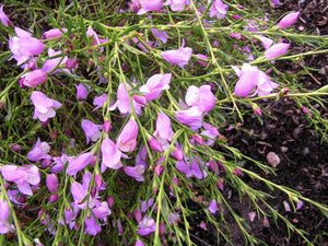 Eremophila  summertime blue