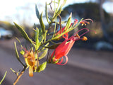 Eremophila decipiens