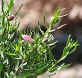 Eremophila divaricata