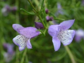 Eremophila divaricata