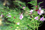 Eremophila divaricata