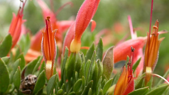 Eremophila glabra