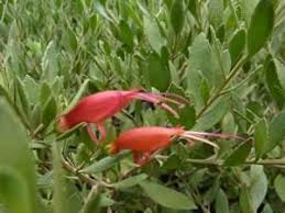 Eremophila glabra Rottnest