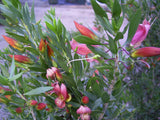 Eremophila maculata cerise