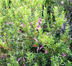 Eremophila maculata purple