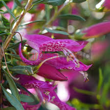 Eremophila maculata wendy