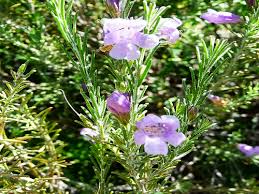 Eremophila microtheca