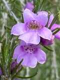 Eremophila microtheca