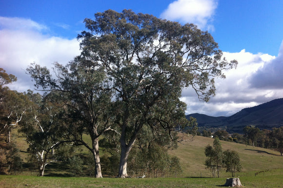 Eucalyptus Microcarpa