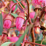 Eucalyptus Albopurpurea