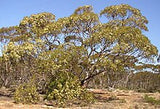 Eucalyptus oleosa