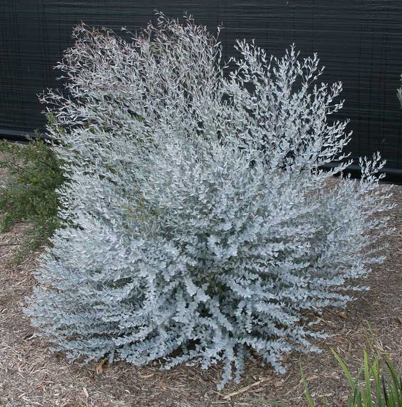 Eucalyptus Lunata - Moon Lagoon