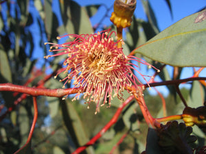 Eucalyptus torquata