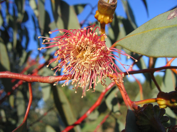 Eucalyptus Torquata