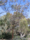 Eucalyptus ceasia silver princess