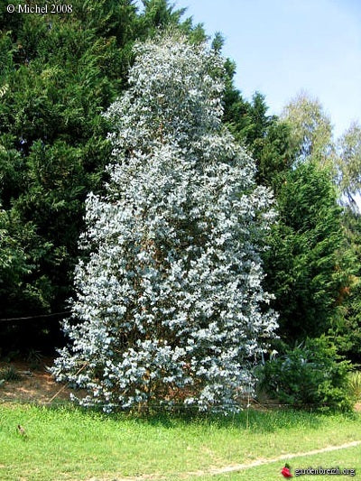 Eucalyptus Cordata