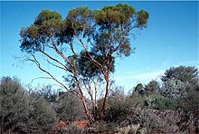 Eucalyptus formanii