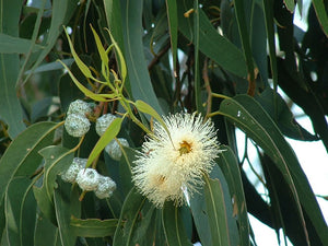 Eucalyptus globulus