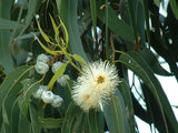 Eucalyptus globulus