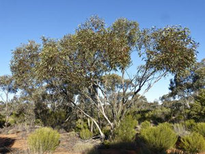 Eucalyptus incrassata