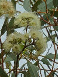 Eucalyptus incrassata