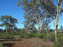 Eucalyptus intertexta